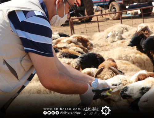 البدء بمرحلة جديدة في مشروع دعم الثروة الحيوانية في الشمال السوري